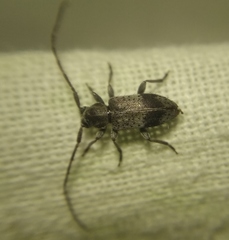 Exocentrus punctipennis