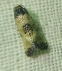 Neocochylis dubitana