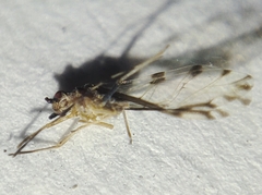 Eucallipterus tiliae