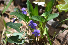 Viola sagittata
