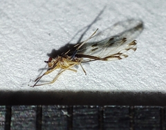 Eucallipterus tiliae