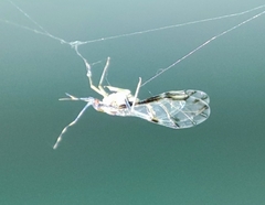 Eucallipterus tiliae