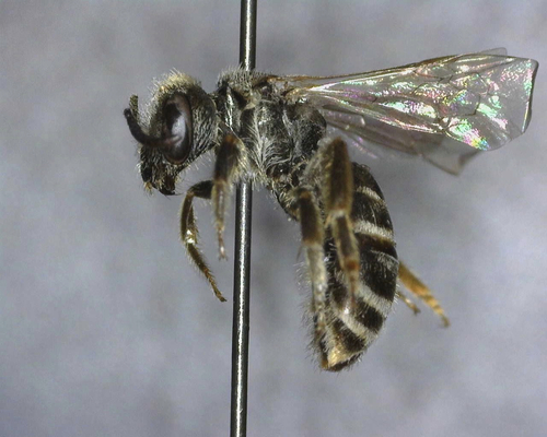 iNaturalist observation photo of Tripartite Sweat Bee