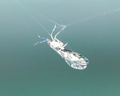 Eucallipterus tiliae