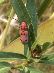 Tetraopes annulatus