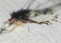 Eucallipterus tiliae