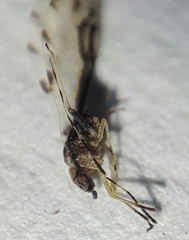 Eucallipterus tiliae