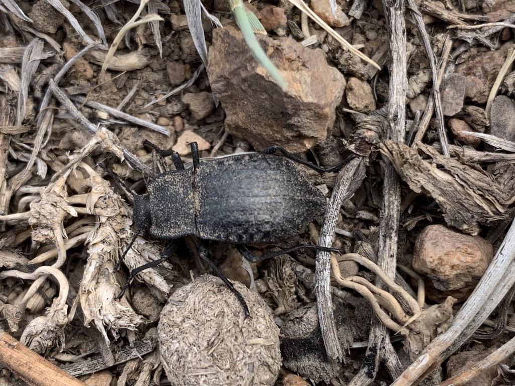 Stenomorpha nitidula