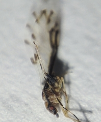 Eucallipterus tiliae
