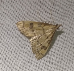 Udea fulvalis