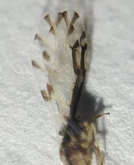 Eucallipterus tiliae