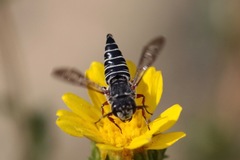 Cyrtocoelioxys