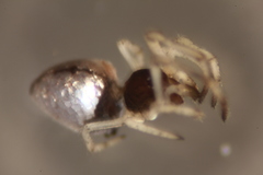 Argyrodes bonadea