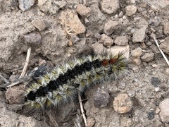 Lophocampa ingens