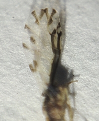 Eucallipterus tiliae