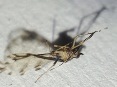 Eucallipterus tiliae