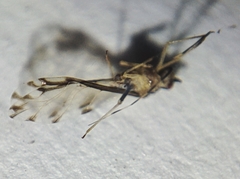 Eucallipterus tiliae