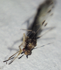 Eucallipterus tiliae