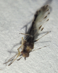 Eucallipterus tiliae