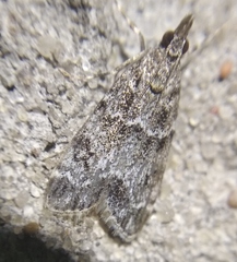 Eudonia mercurella