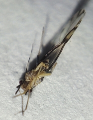 Eucallipterus tiliae