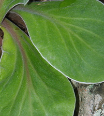 Craspedia uniflora maritima