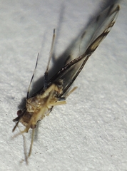 Eucallipterus tiliae
