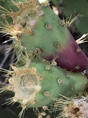Opuntia semispinosa