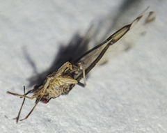 Eucallipterus tiliae