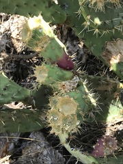 Opuntia semispinosa