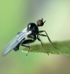 Hybotinae