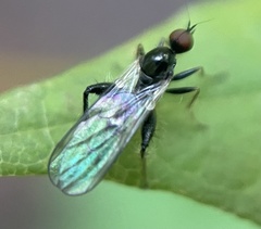 Hybotinae