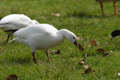 Anser caerulescens × rossii