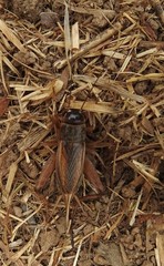 Gryllus lineaticeps