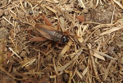 Gryllus lineaticeps