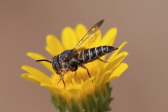 Cyrtocoelioxys