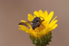 Cyrtocoelioxys
