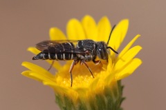 Cyrtocoelioxys