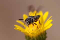 Cyrtocoelioxys