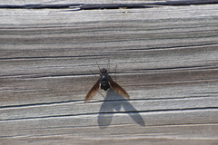 Anthrax aterrimus