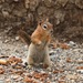 Mount Charleston Golden-mantled Ground Squirrel - Photo (c) lonnyholmes, some rights reserved (CC BY-NC), uploaded by lonnyholmes