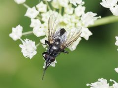 Rhinomorinia sarcophagina