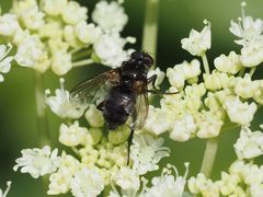 Rhinomorinia sarcophagina