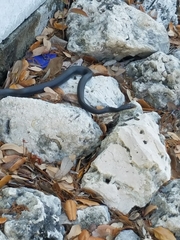 Coluber constrictor paludicola