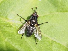 Rhinomorinia sarcophagina