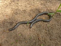 Afrotyphlops schmidti