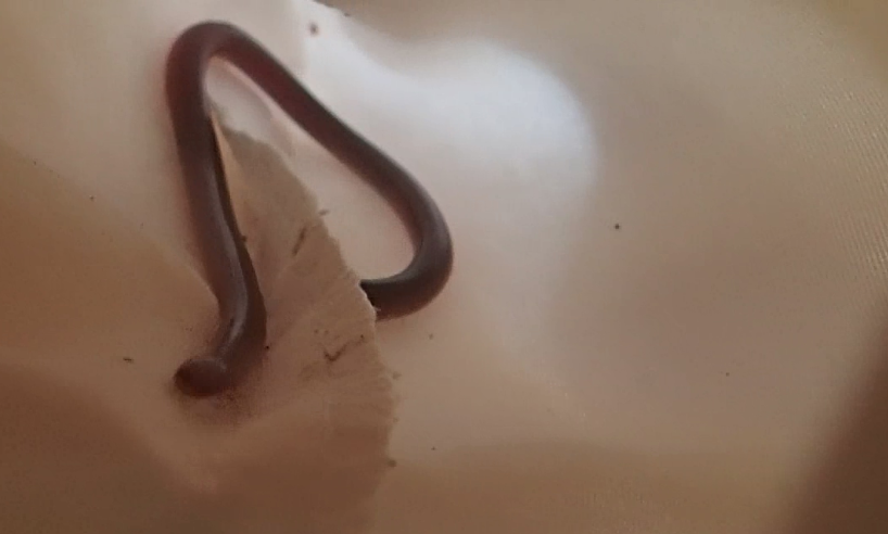 Montiserrat Worm Snake