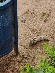 Funambulus pennantii
