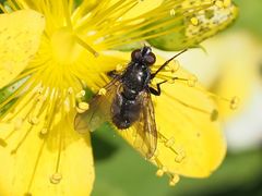 Rhinomorinia sarcophagina