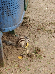 Funambulus pennantii